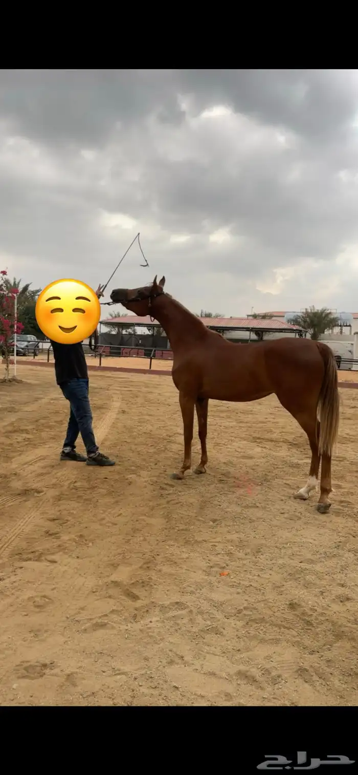 مهره مصرية بيور 6