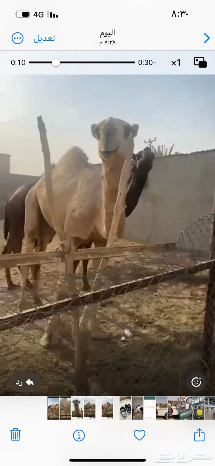 للبيع قعود حق سمين 0