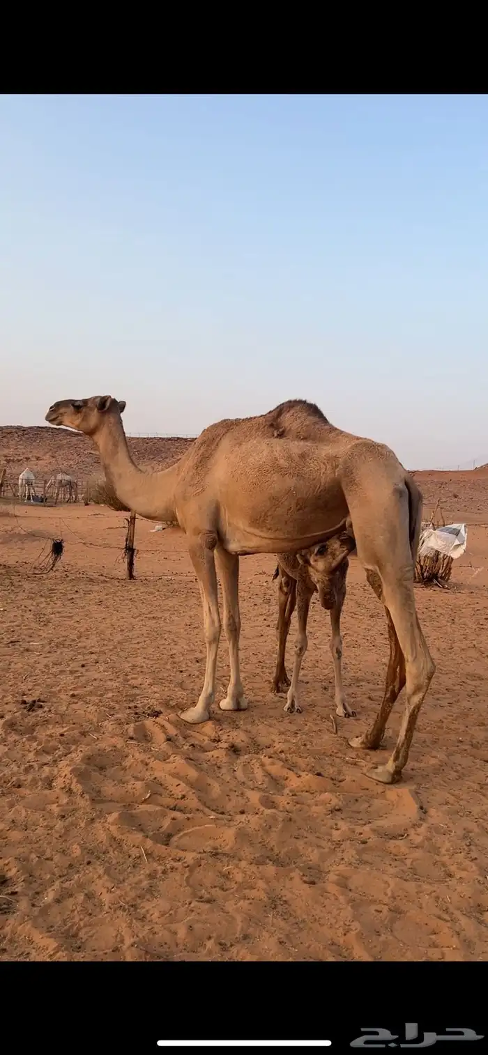 عرض ابل جمله (ب 30 الف )نقبل بدل بكار وضح او عشاير 3