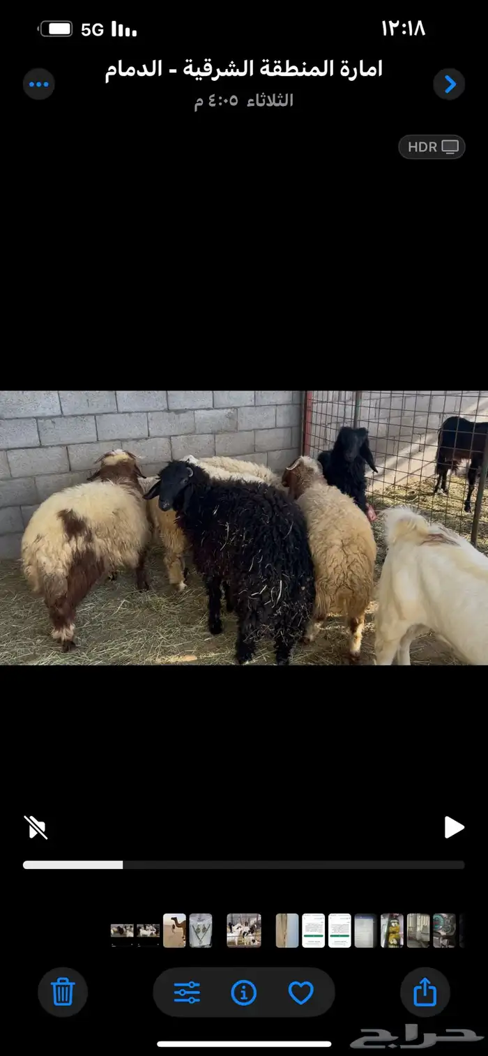 3 تيوس و7 خرفان 5