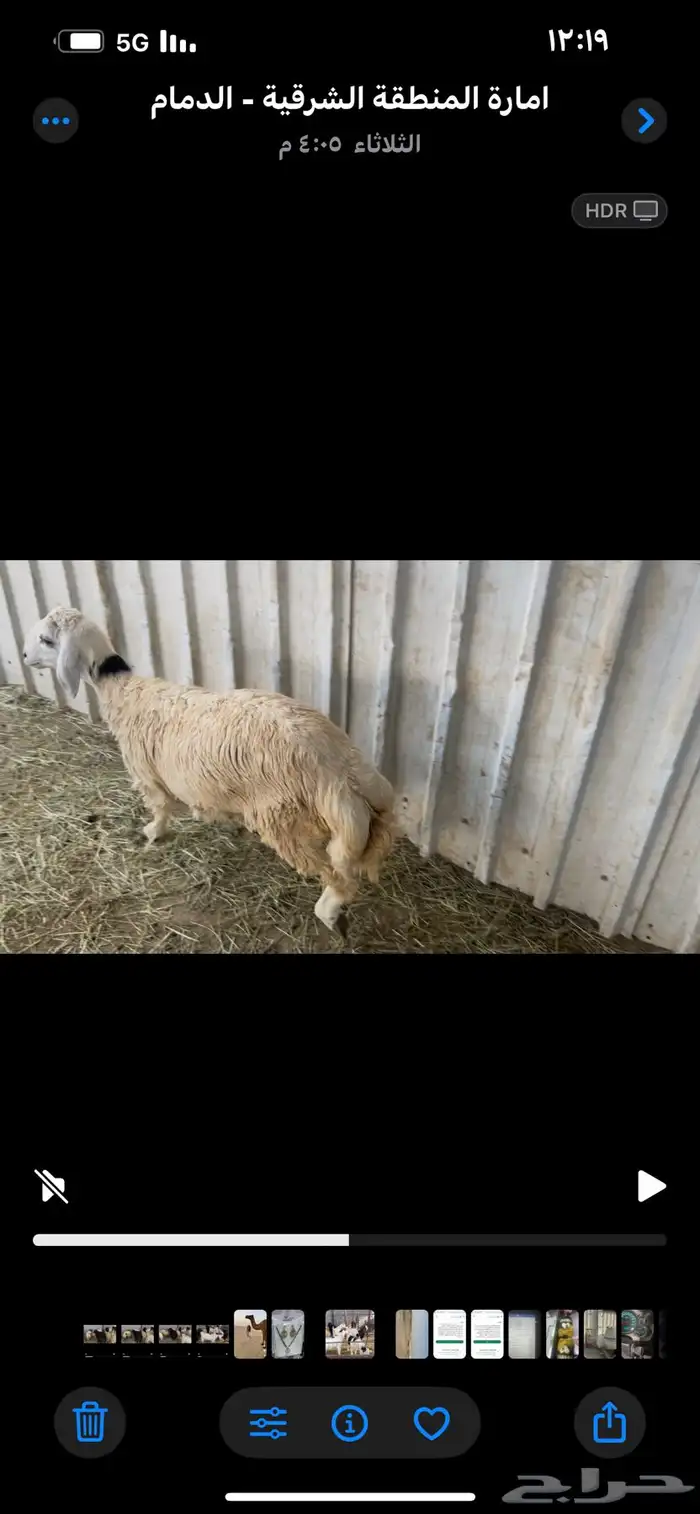 3 تيوس و7 خرفان 3