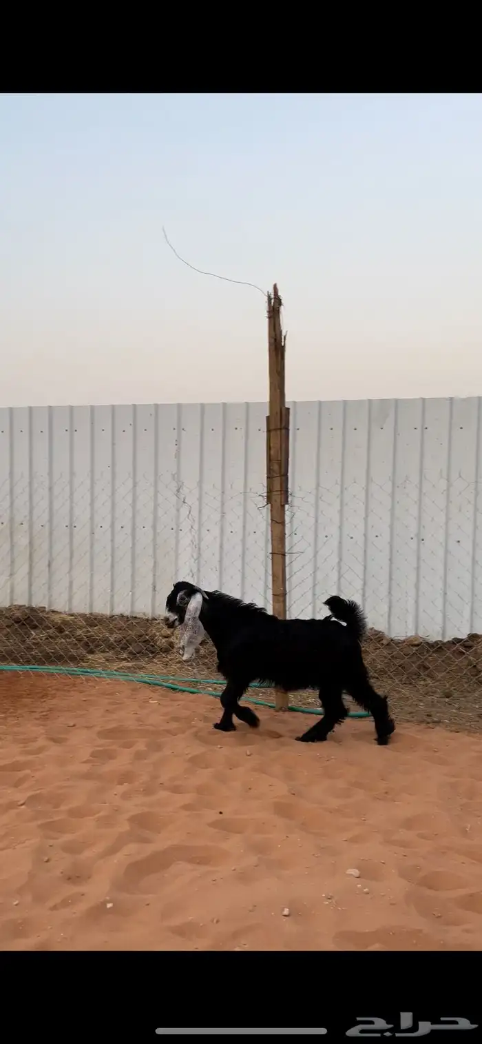 تيس عارضي مشروع فحل 0
