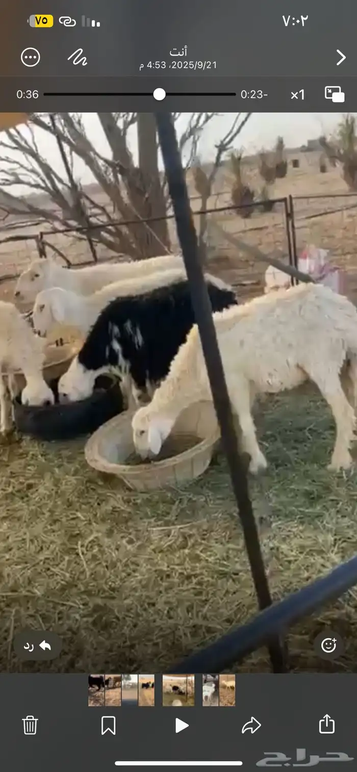 للبيع خلفه حريه تامه 0