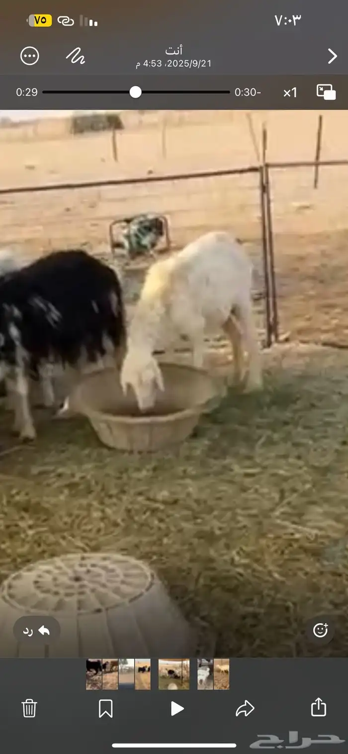 للبيع خلفه حريه تامه 1