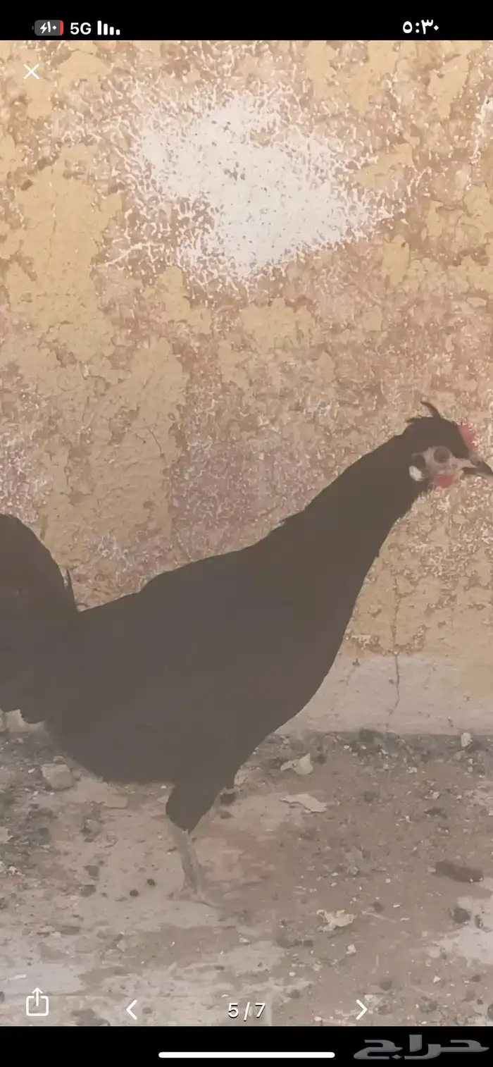 أهل الخبرة اللي يعرفون هذا وش نوع الدجاج يرسل لو ما ع امر 0