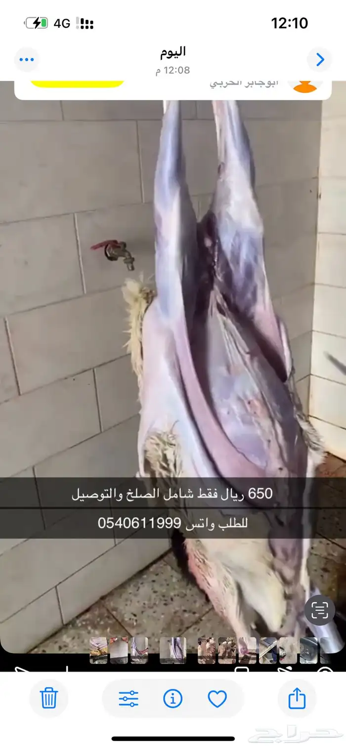 برابر جذعان 0