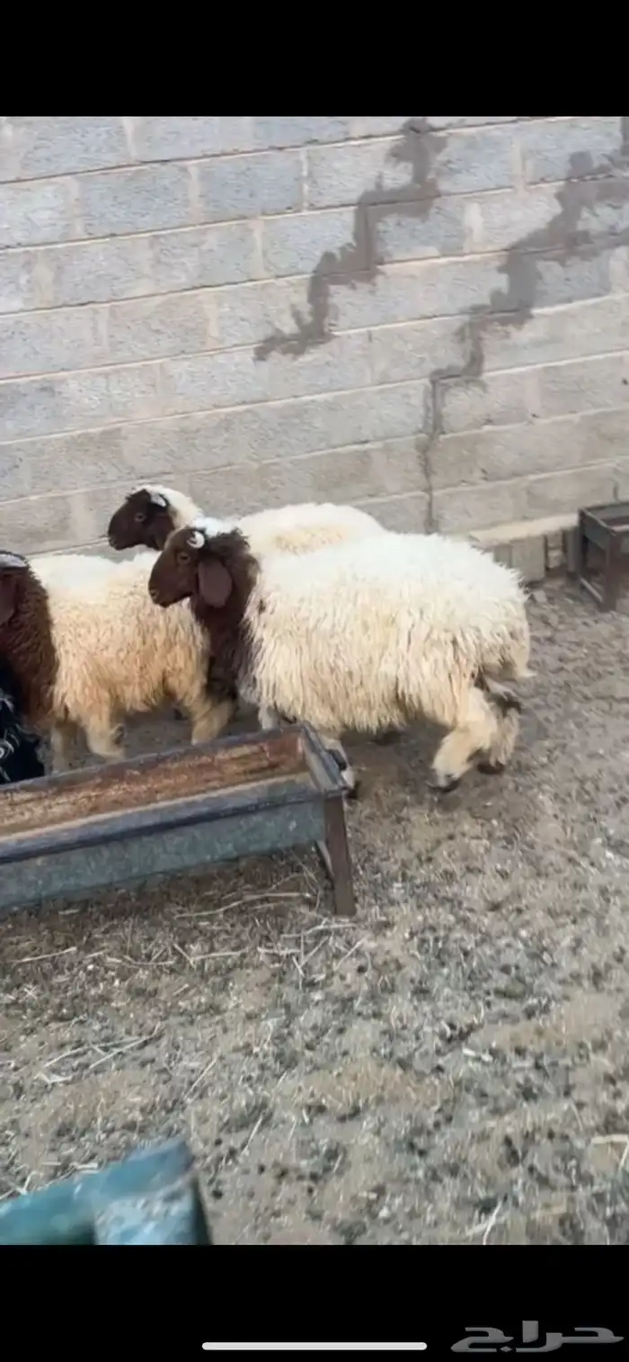 للبيع طليان نعييم 0