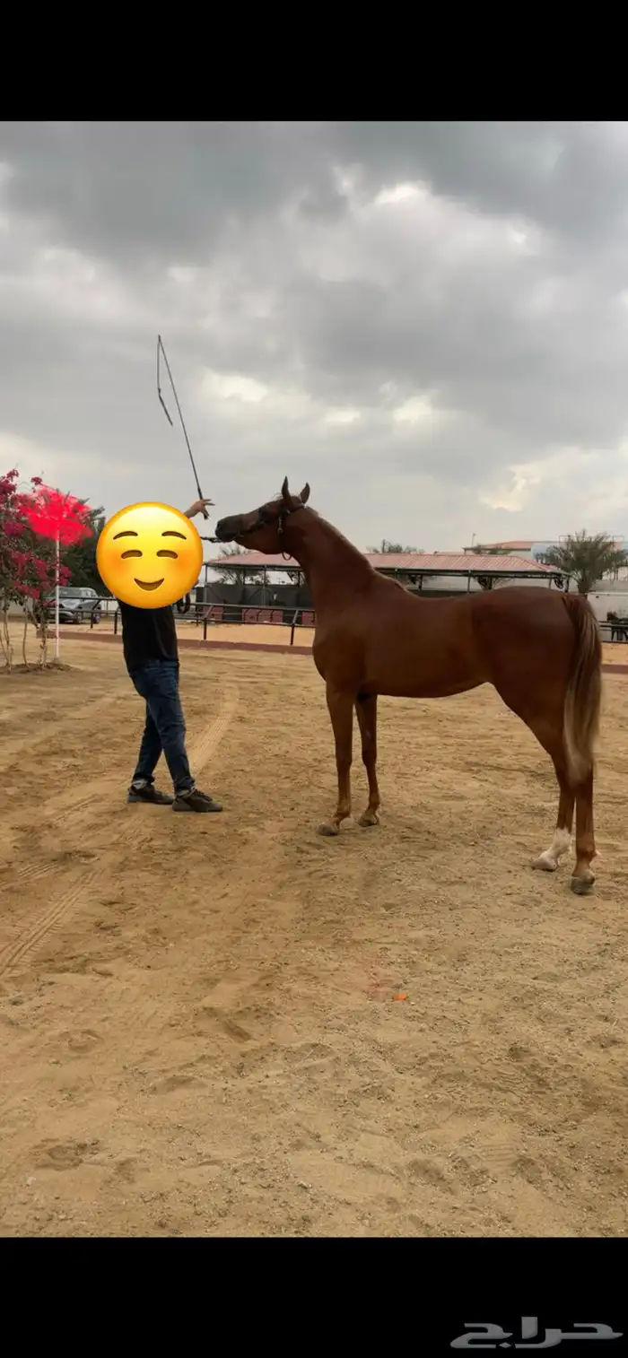 مهره مصرية بيور 8