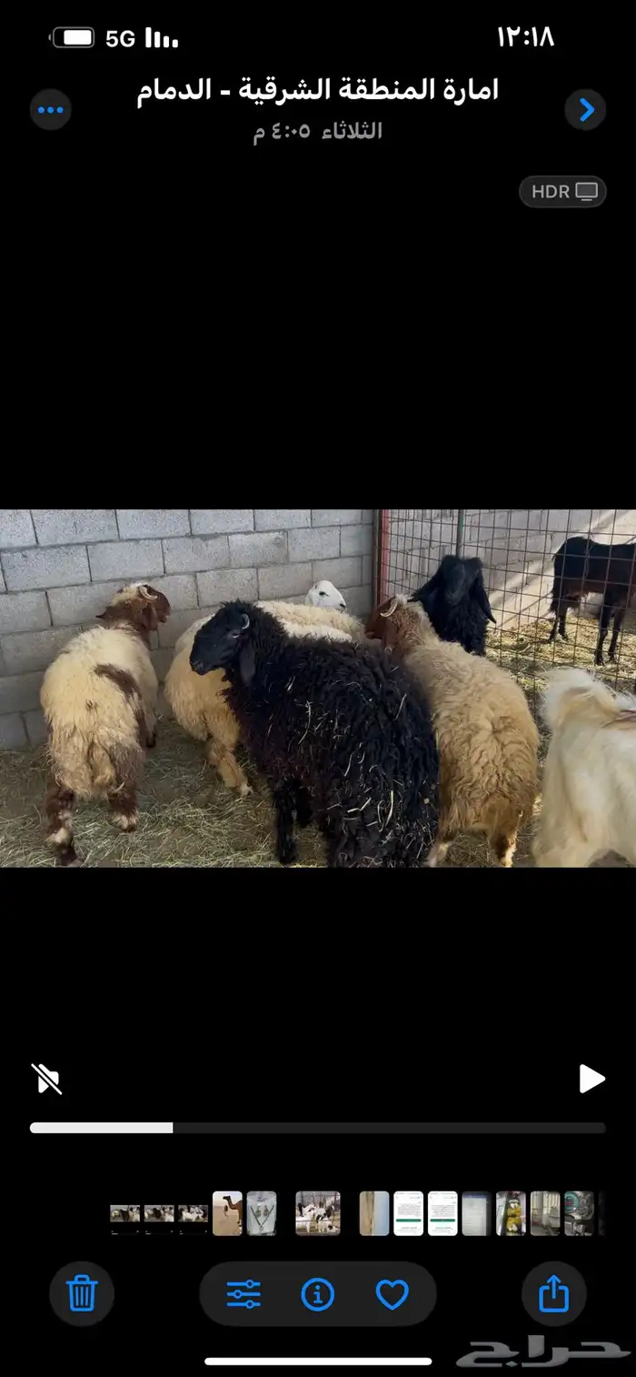 3 تيوس و7 خرفان 4