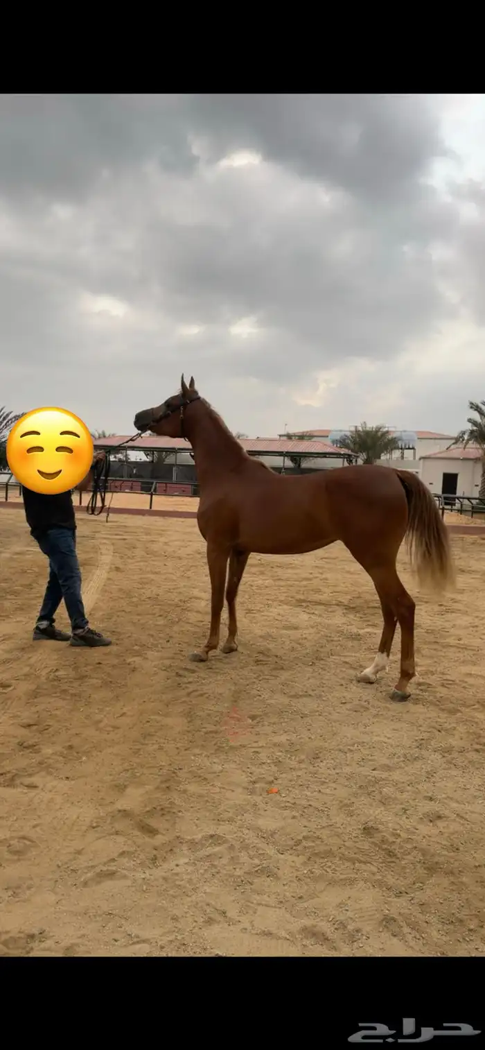 مهره مصرية بيور 0