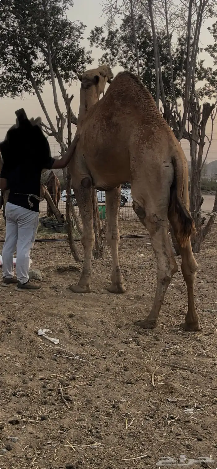تم البيع 4