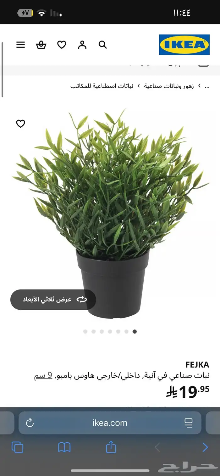 شجر نباتات ايكيا للبيع بسعر مخفض 5