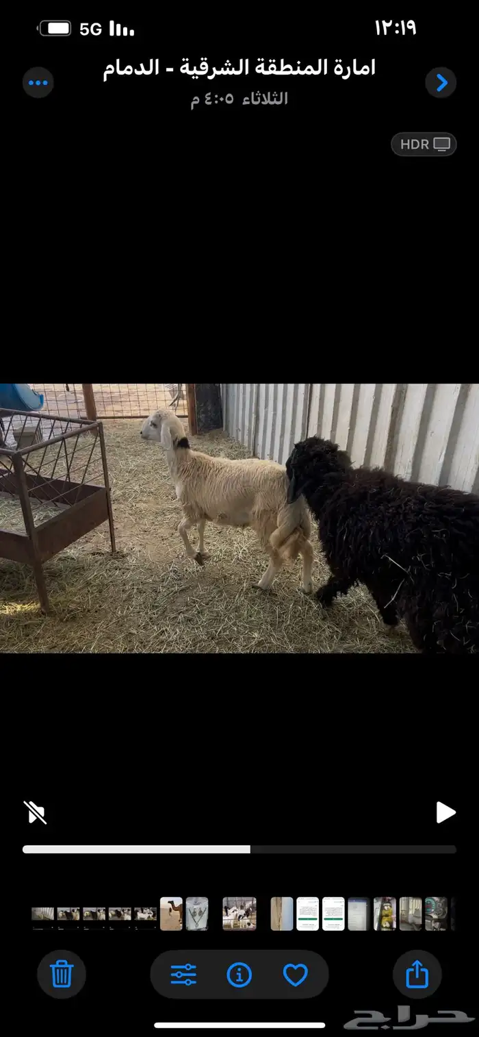 3 تيوس و7 خرفان 2