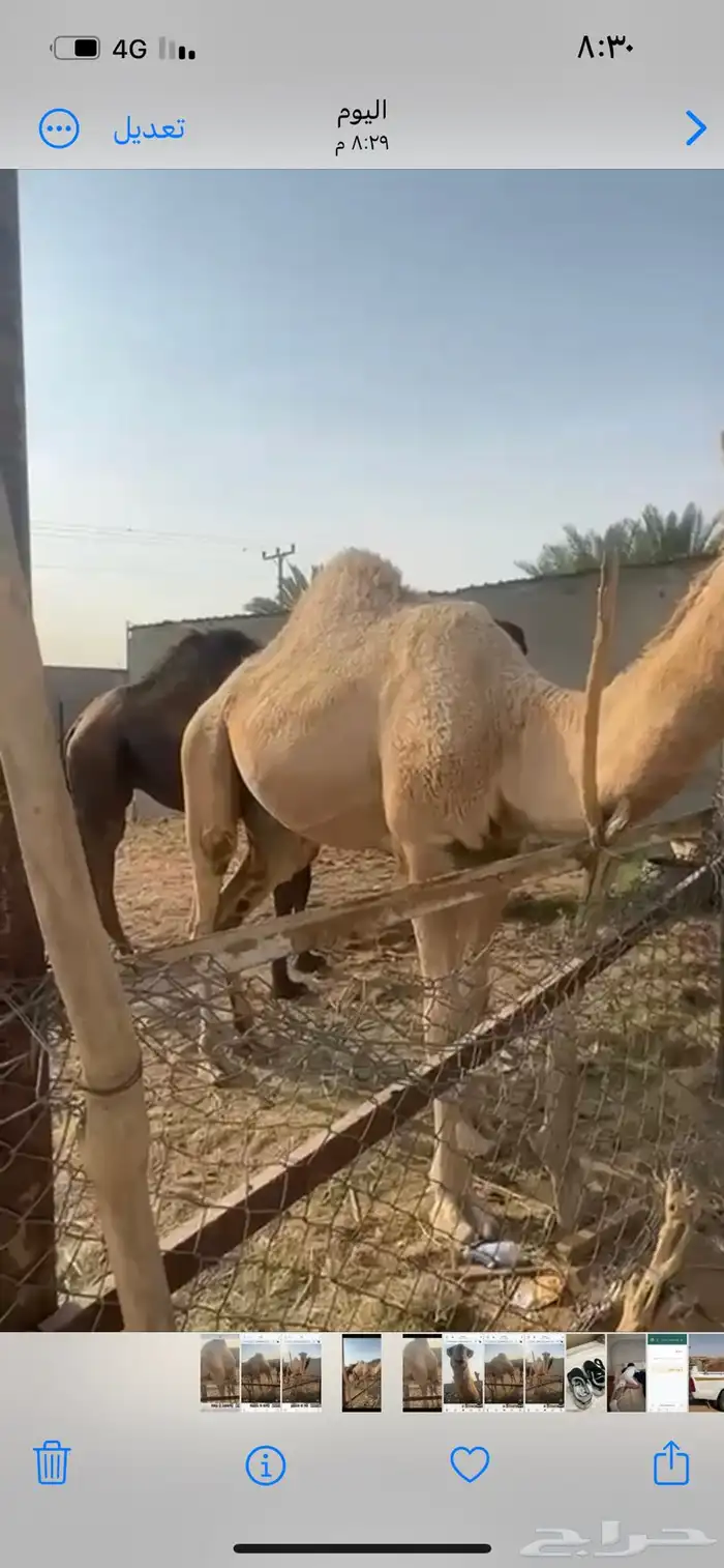 للبيع قعود حق سمين 2