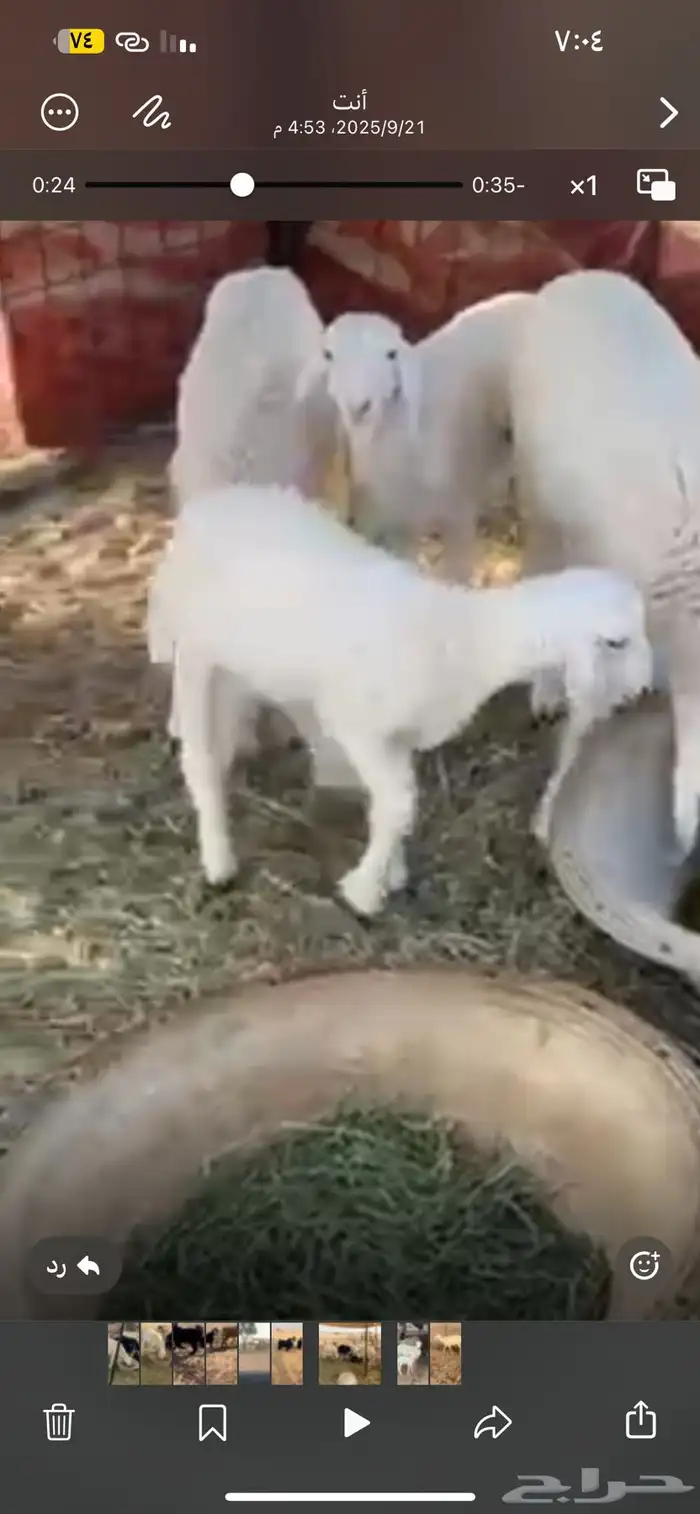 للبيع خلفه حريه تامه 2