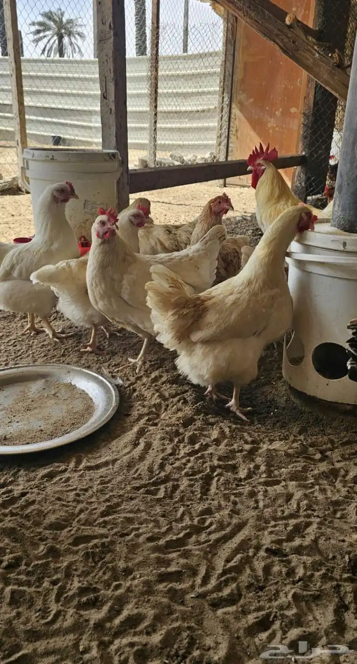 بيض بلدي للاكل فقط 6