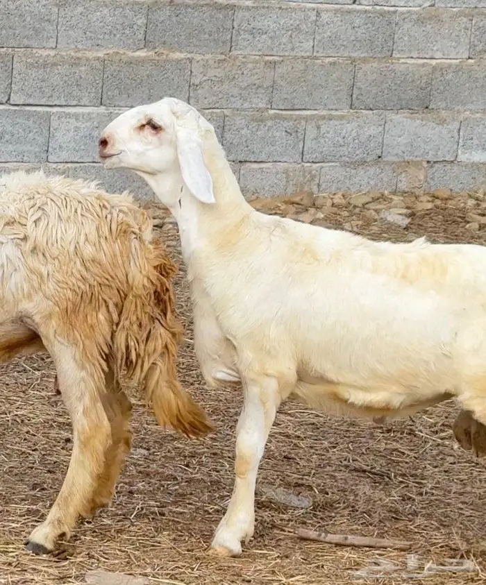 خروف مشروع فحل 0