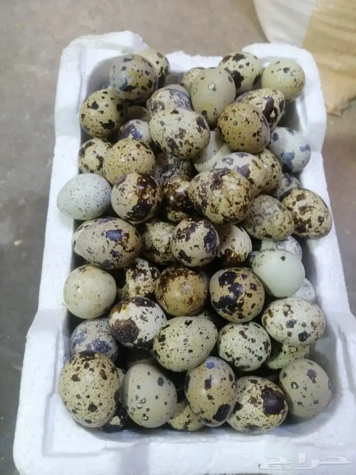 بيض بلدي للاكل فقط 3