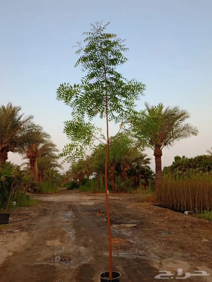 بونسيانا. تومناليا. نيم. ياسمين هندى 2
