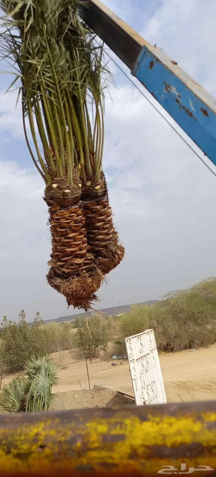 نخل للبيع مثمرة جميع الأنواع متوفره 2