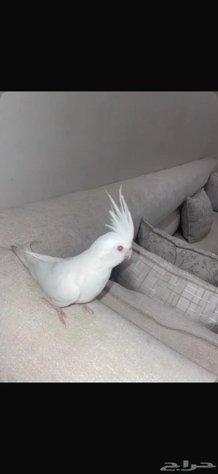 طير او كوكتيل يغرد واليف 0