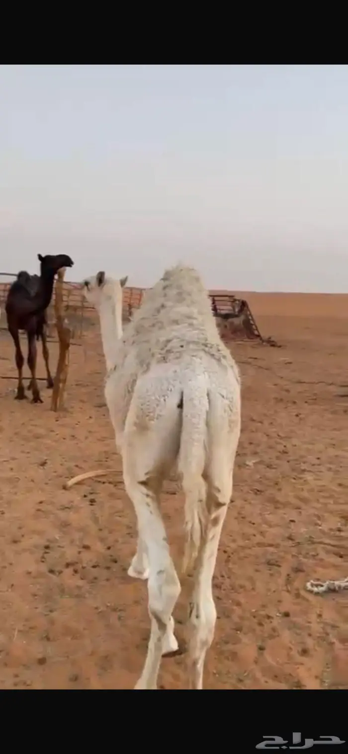 للبيع حشوان على امهاتها طيبه بالخرج 0