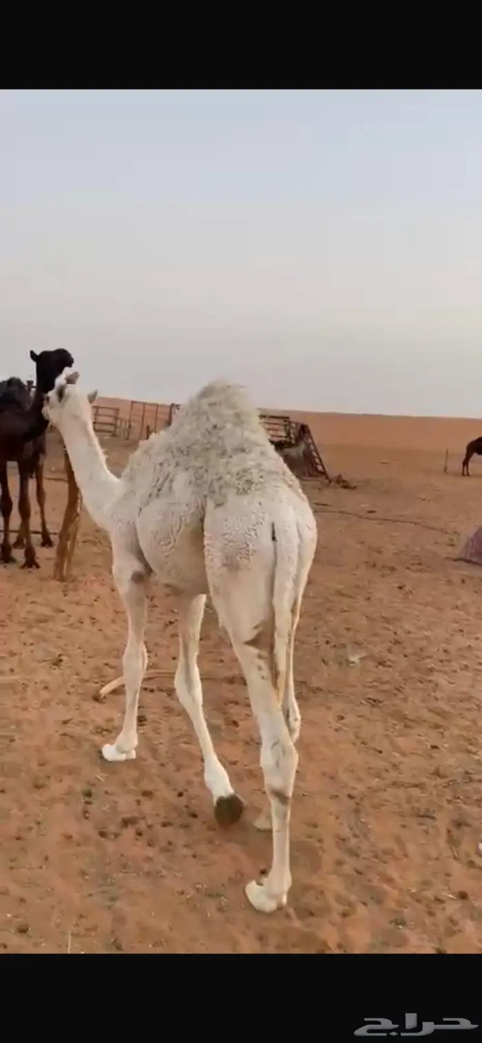 للبيع حشوان على امهاتها طيبه بالخرج 1