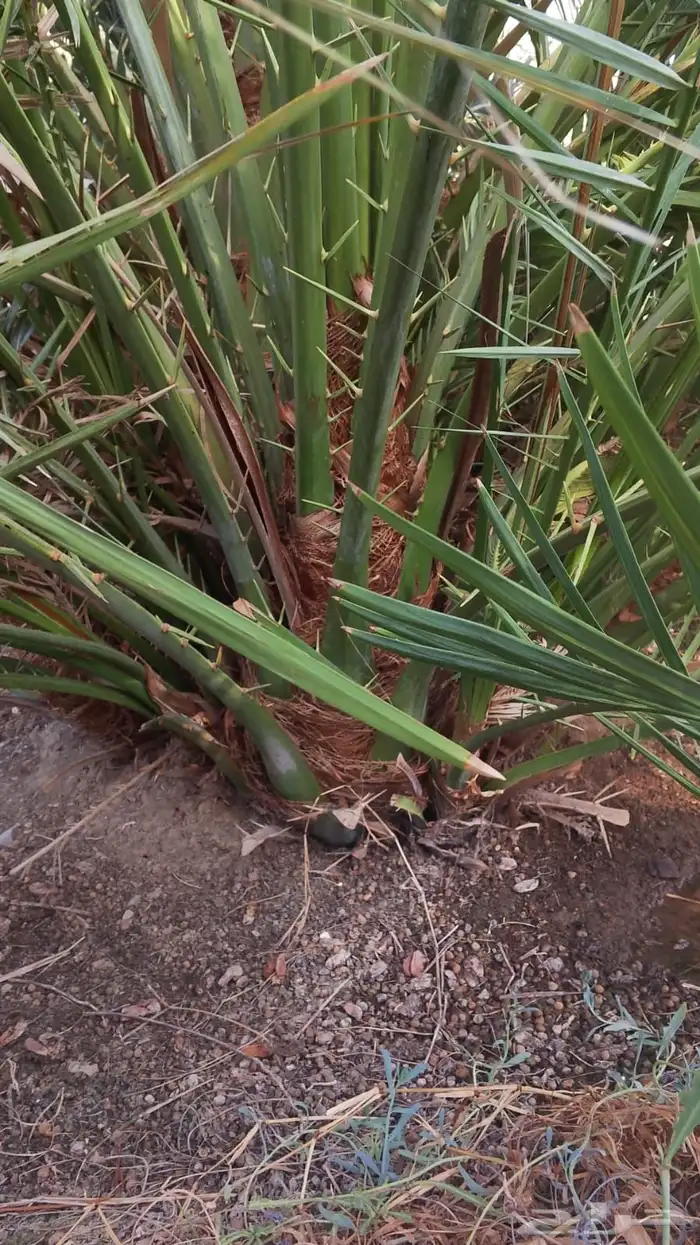 شرازيه نبته سالم حوشانه 3