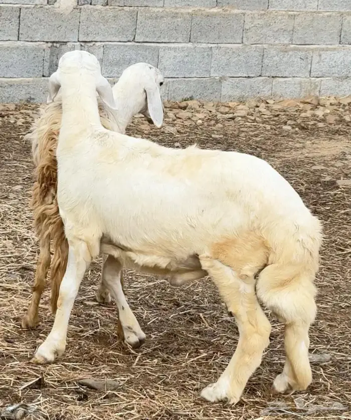 خروف مشروع فحل 1
