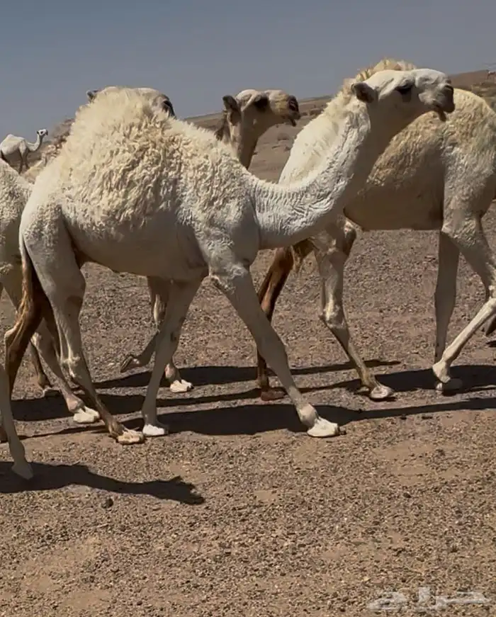 للبيع الحوار الكفووو 0
