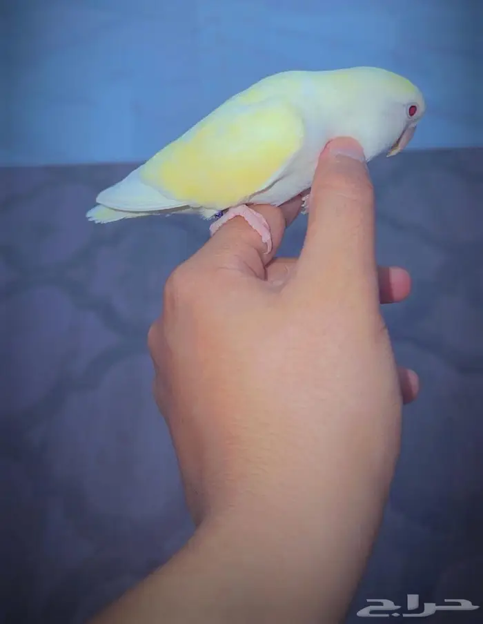 انثى روز اليفه تم البيع 1