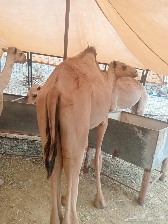 قعدان تربيه للمناسبات والزواجات لحم يبيض الوجهه 12