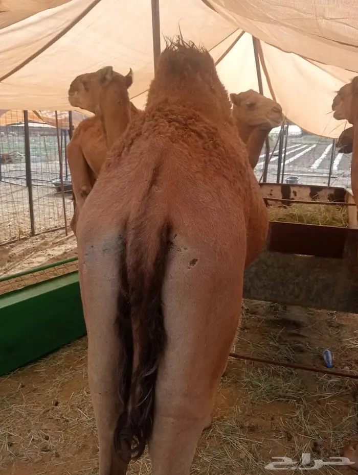 قعدان تربيه للمناسبات والزواجات لحم يبيض الوجهه 7