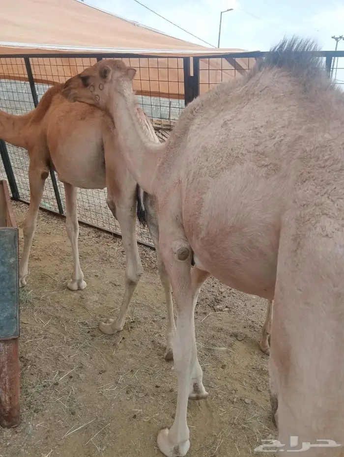 قعدان تربيه للمناسبات والزواجات لحم يبيض الوجهه 10