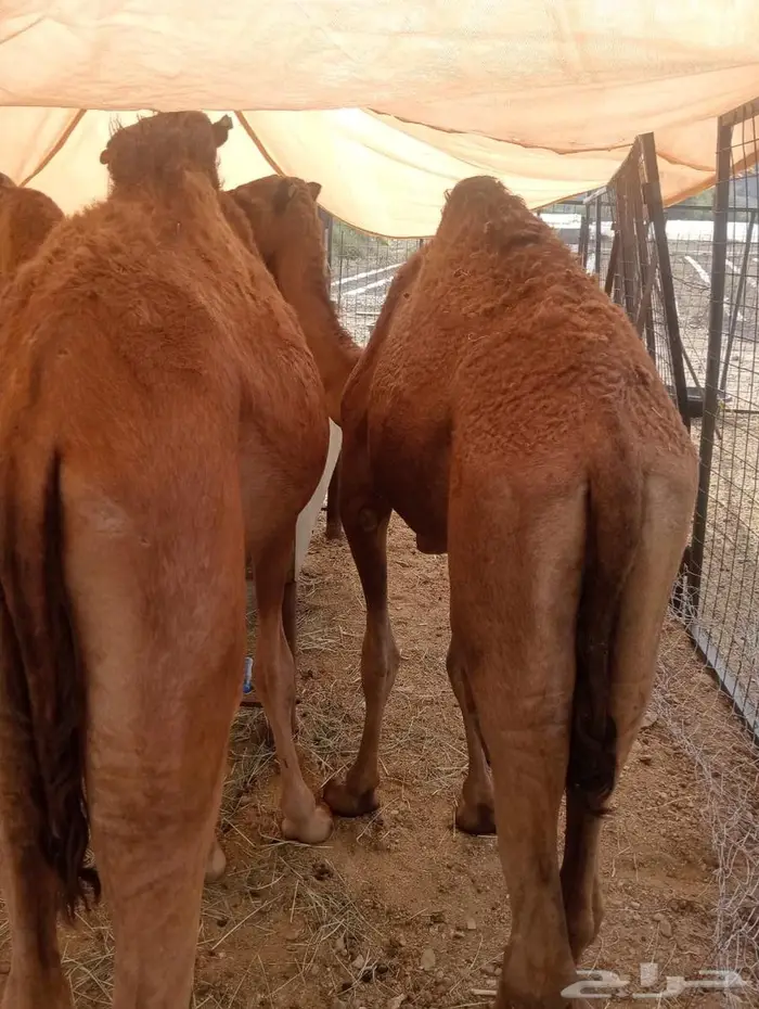 قعدان تربيه للمناسبات والزواجات لحم يبيض الوجهه 3