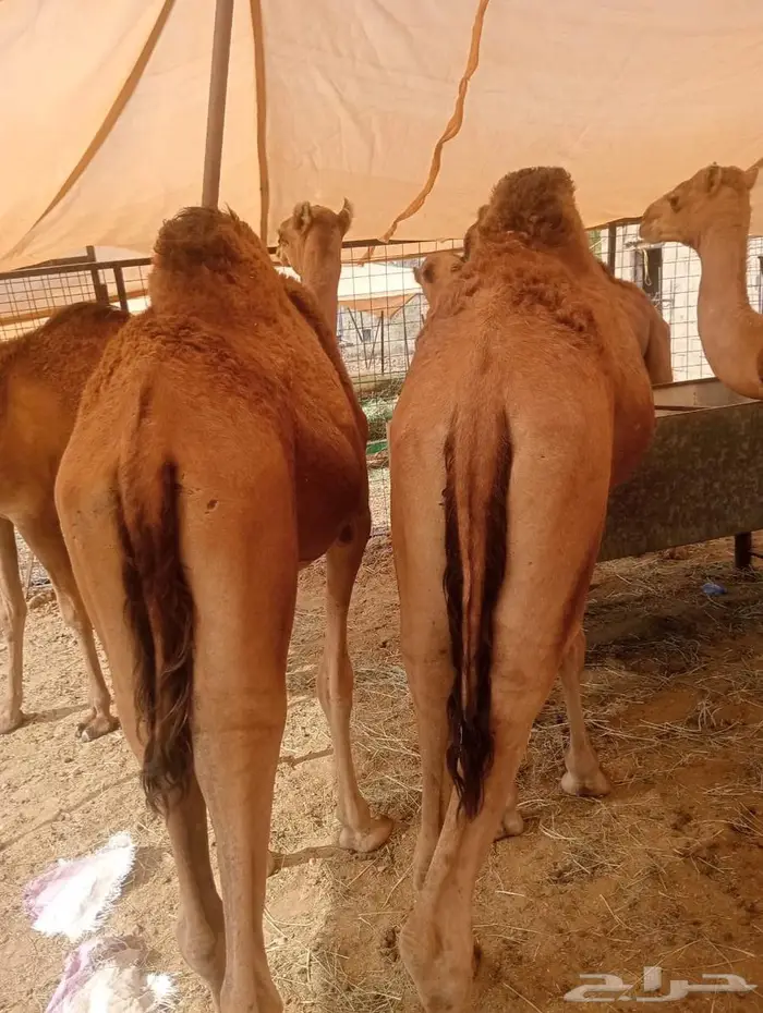 قعدان تربيه للمناسبات والزواجات لحم يبيض الوجهه 4