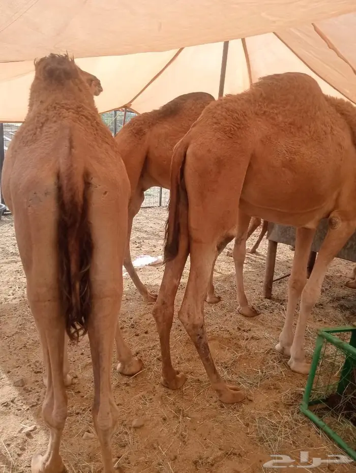 قعدان تربيه للمناسبات والزواجات لحم يبيض الوجهه 5