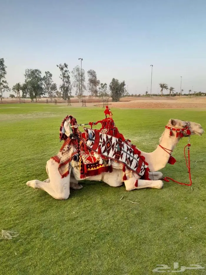ايجار جمال زلول 1