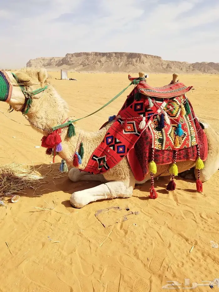 ايجار جمال زلول 3