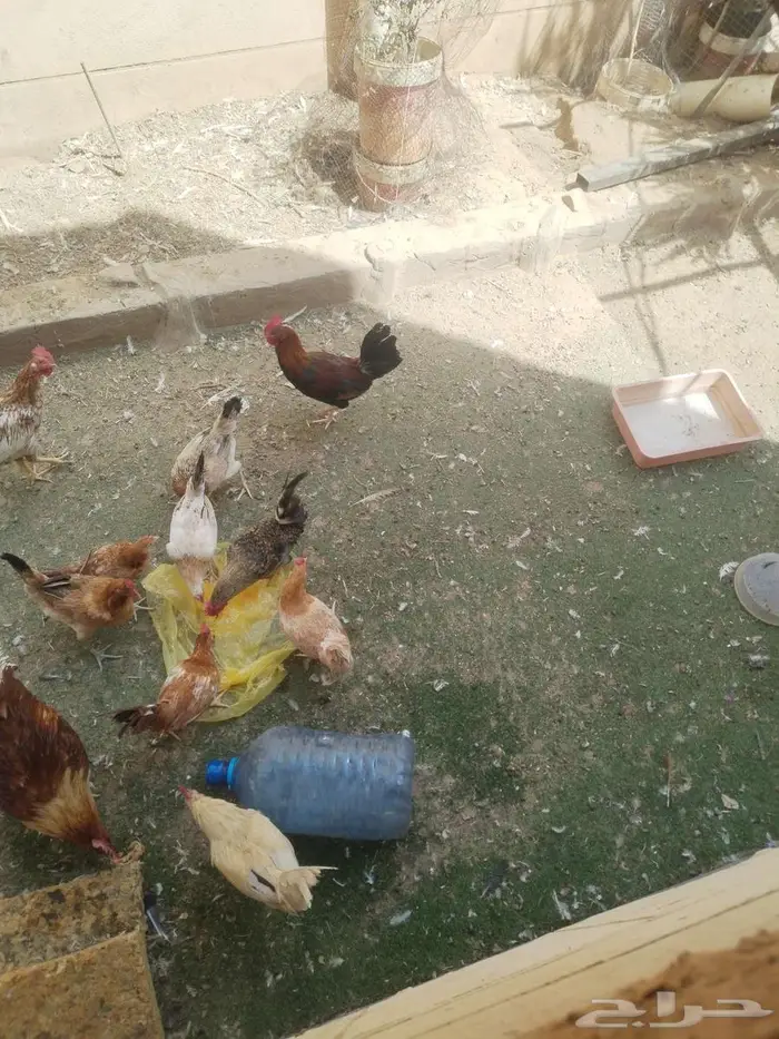 دجاج للبيع العدد تقريبا 20 الديوك 4 والباقي دجاج 2