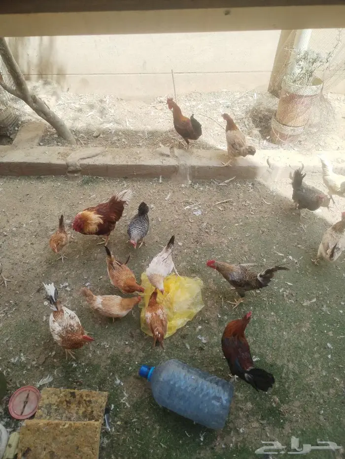 دجاج للبيع العدد تقريبا 20 الديوك 4 والباقي دجاج 1