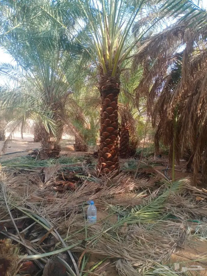 نخل واشنطني واشنطن زينه امريكي للبيع 4