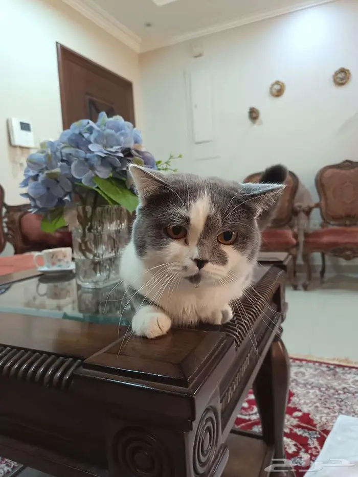 قط بريتيش 2