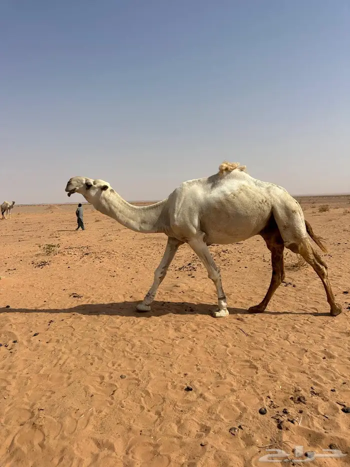 للبيع بعير 0