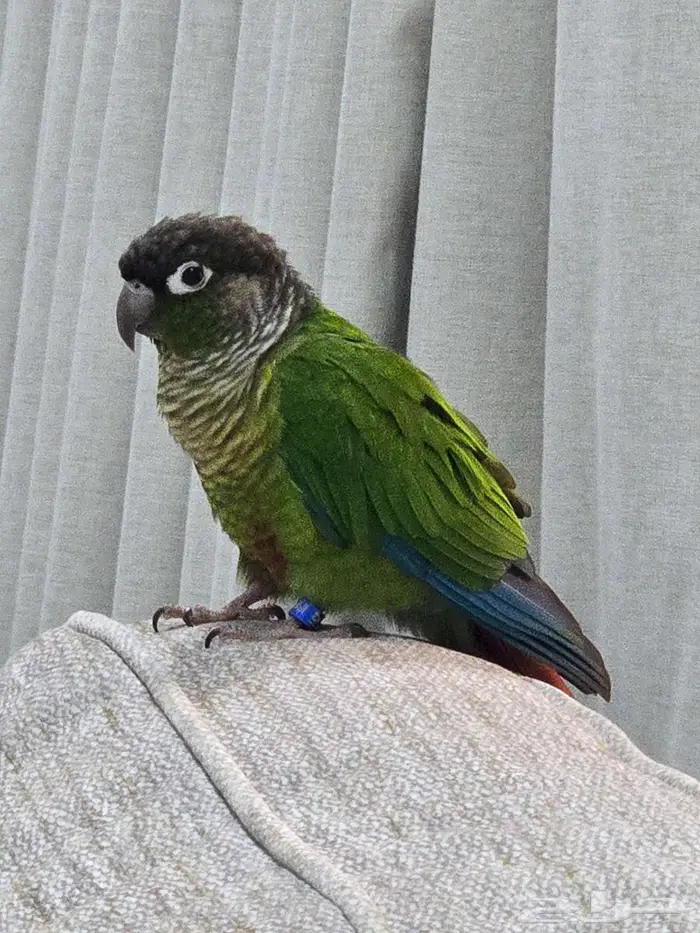 ببغاء كنيور جرين شيك 1