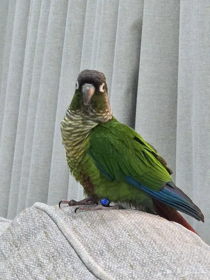 ببغاء كنيور جرين شيك 3
