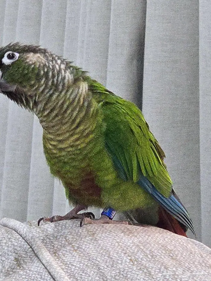 ببغاء كنيور جرين شيك 4