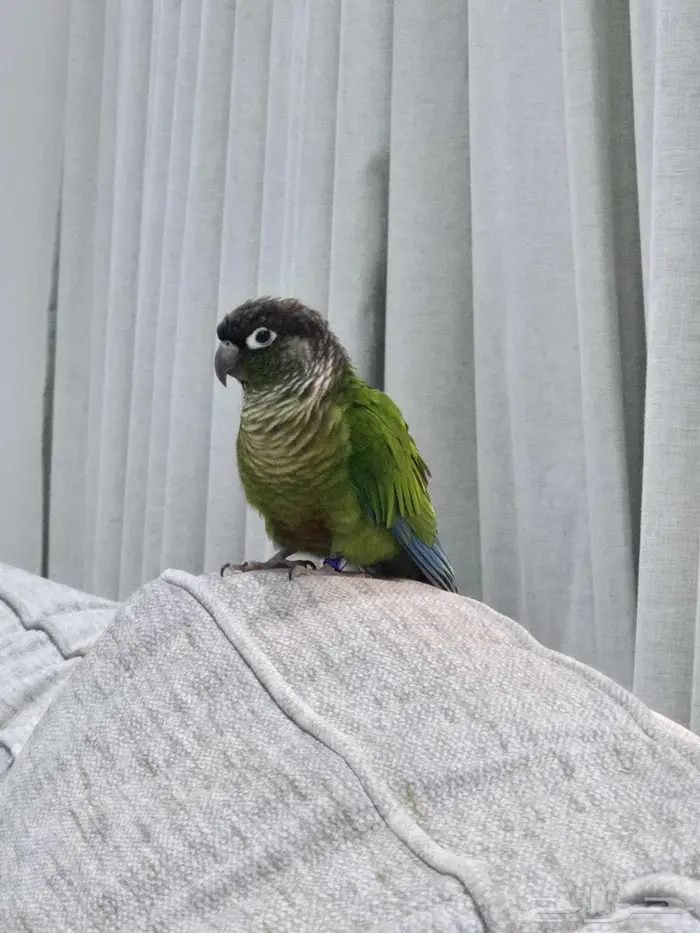 ببغاء كنيور جرين شيك 5