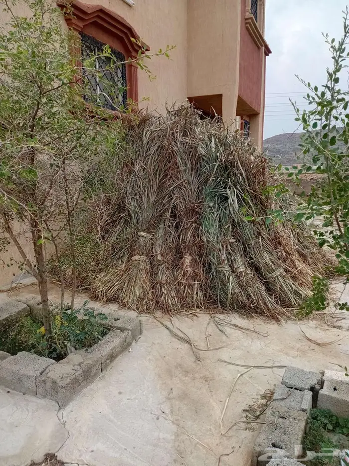 علف بياض جديد مهو رجعه 0