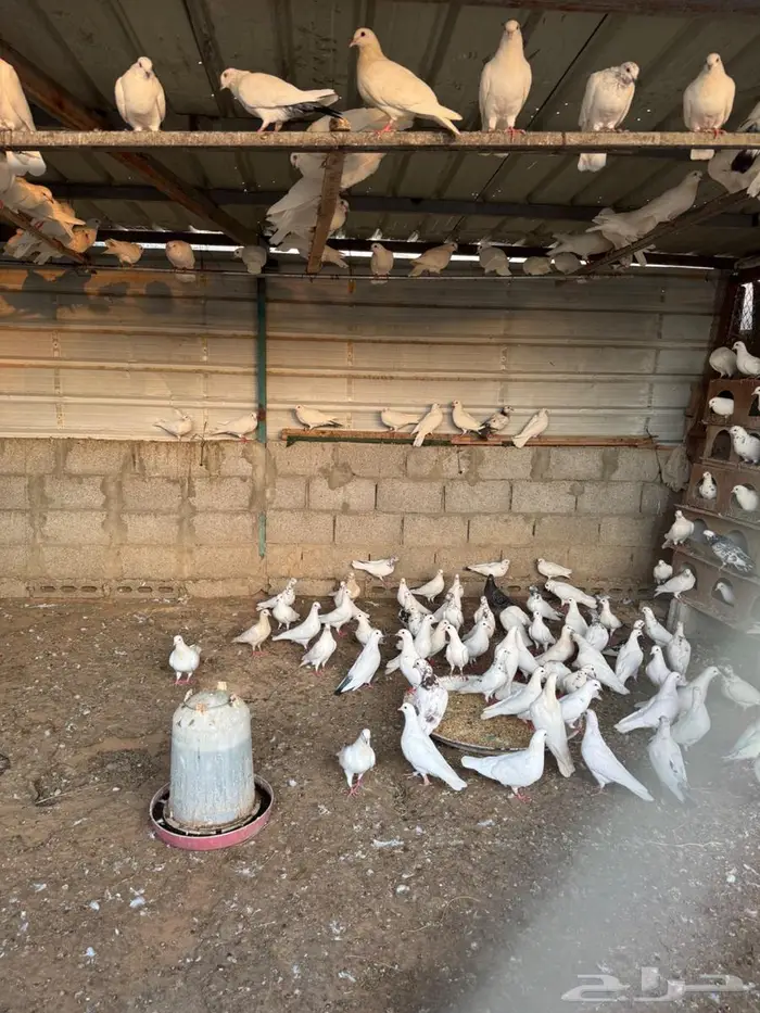 50 جوز حمام مشكل لاعرف نوعه للبيع 0